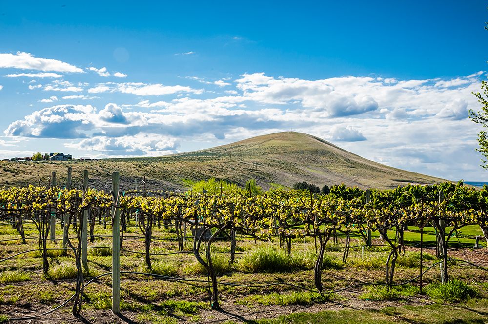 USA-WA-Yakima Valley Spring light at Kitzke Cellars vineyard